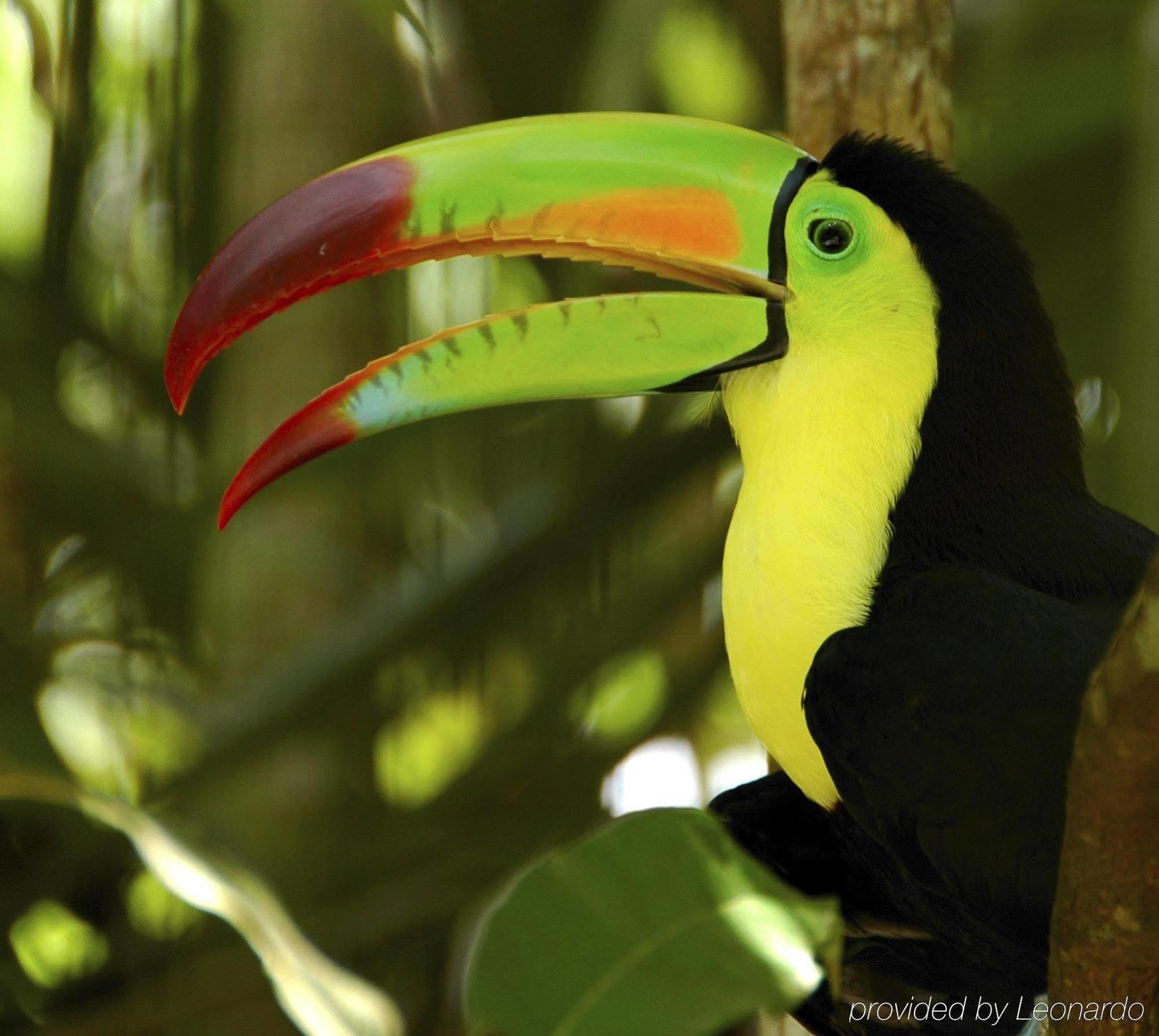Machaca Hill Rainforest Canopy Lodge Punta Gorda Extérieur photo