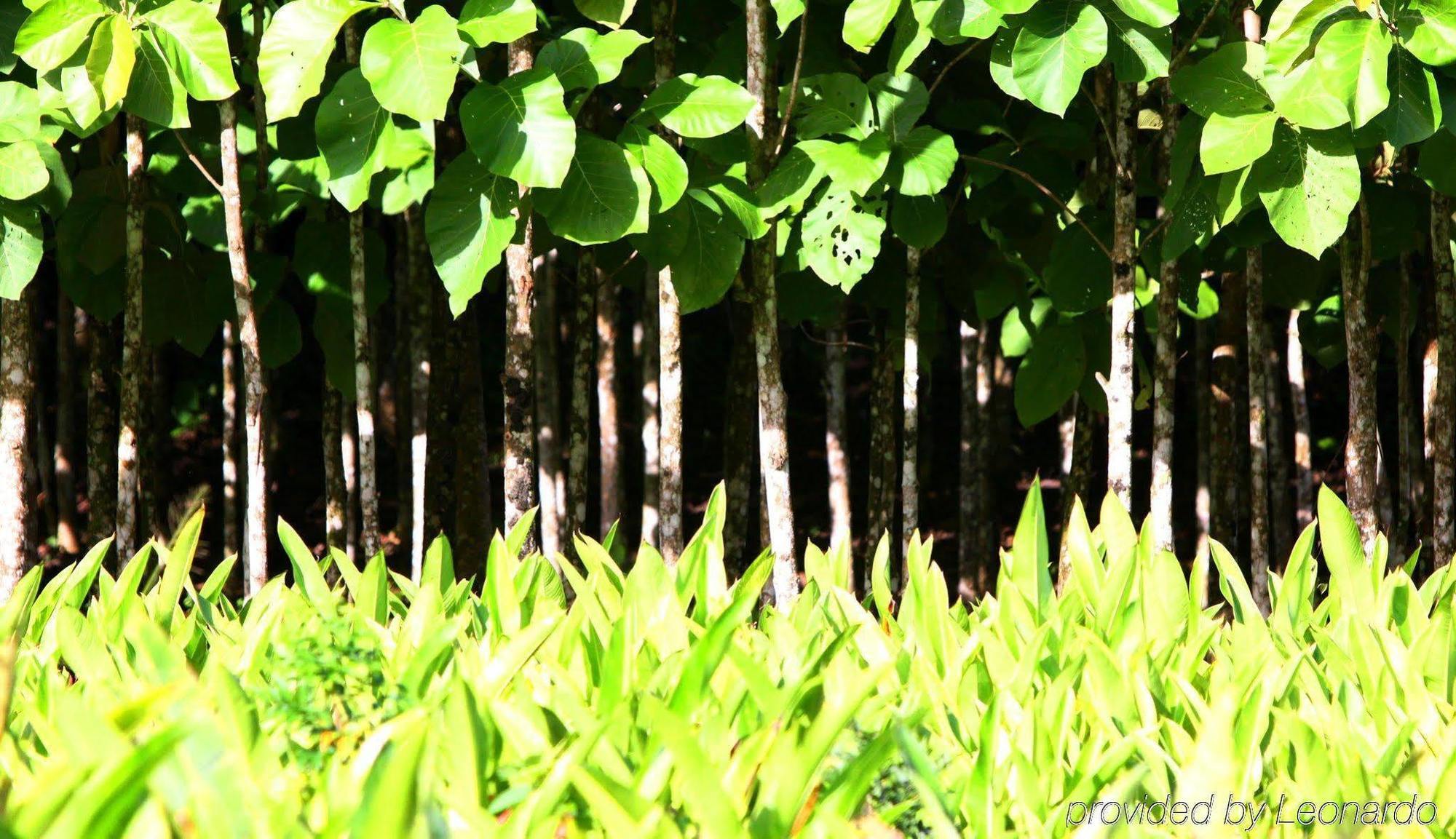 Machaca Hill Rainforest Canopy Lodge Punta Gorda Extérieur photo